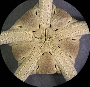 Media type: image;   Invertebrate Zoology OPH-5695